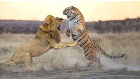 Tiger vs Lion real fight and death