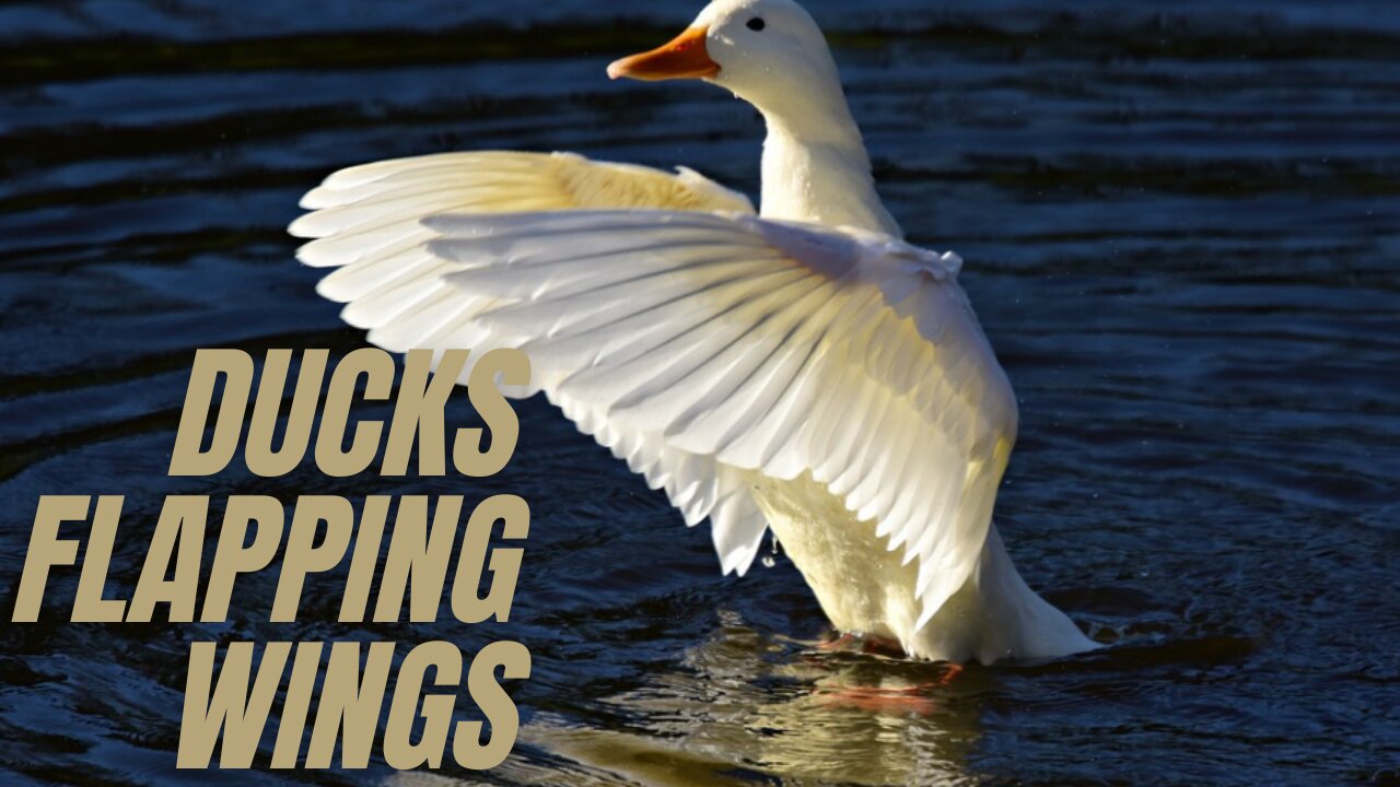 Ducks Flapping Wings | Cute Ducklings