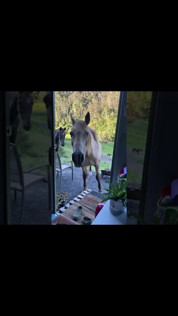 Arthur the rescue horse visits for morning tea