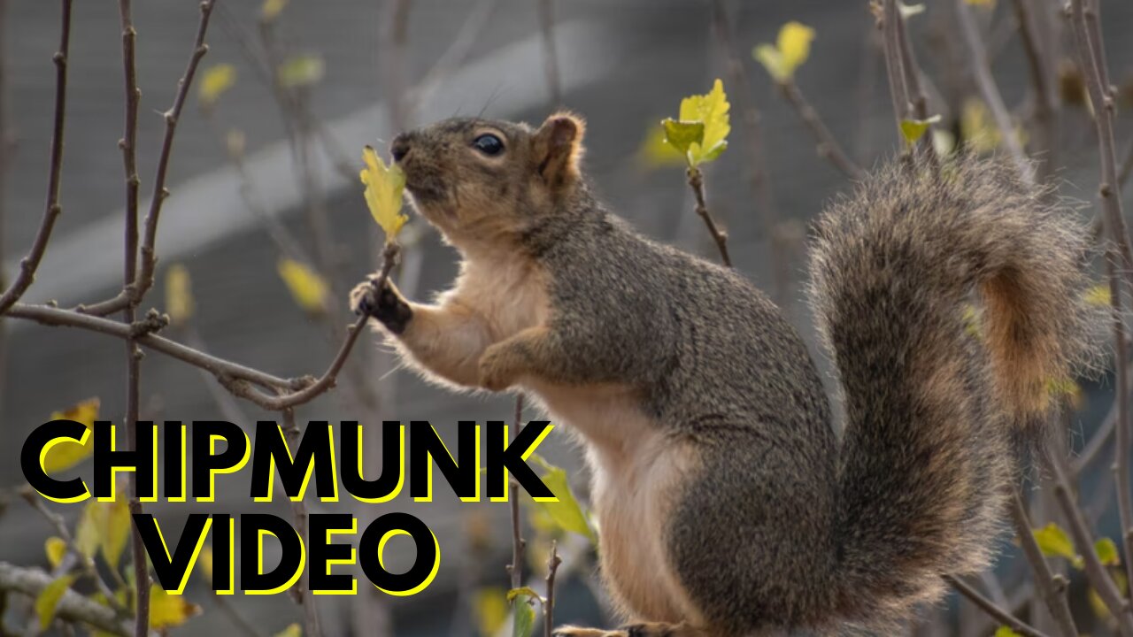 Chipmunk For Pet | Chirping Chipmunk Video By Kingdom Of Awais