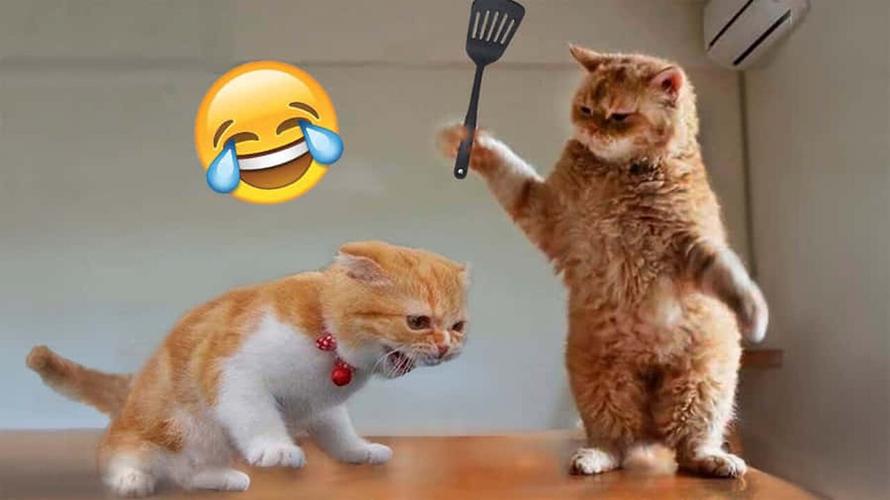 Funniest Cat Videos Compilation for Animal Lovers