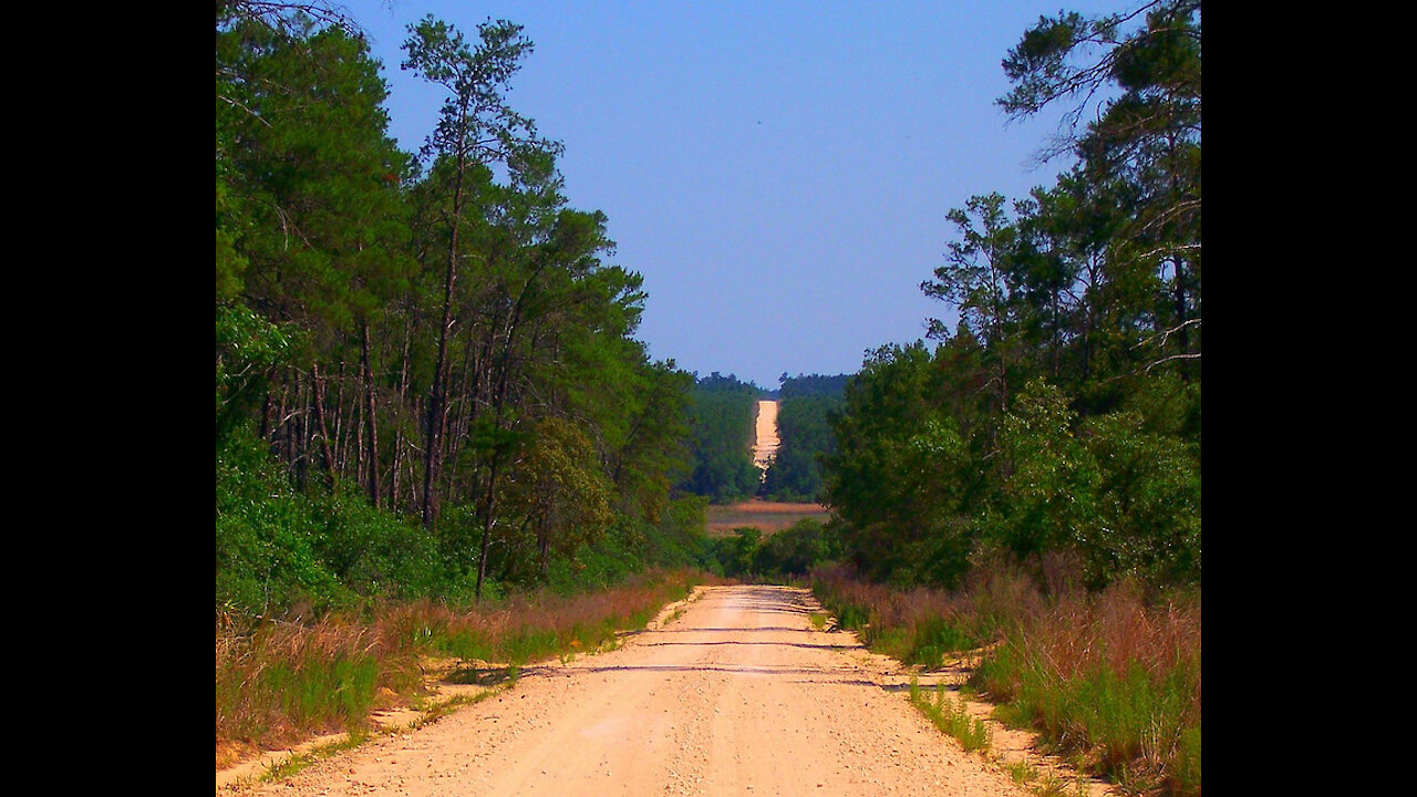 My favorite road in the Ocala National Forest.