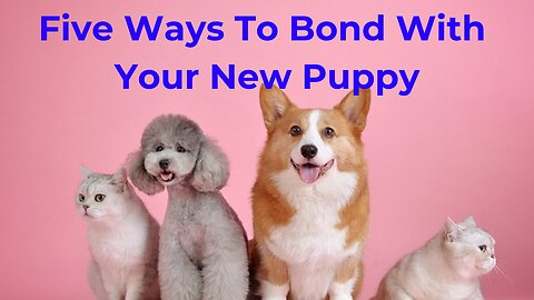 Five Ways To Bond With Your New Puppy