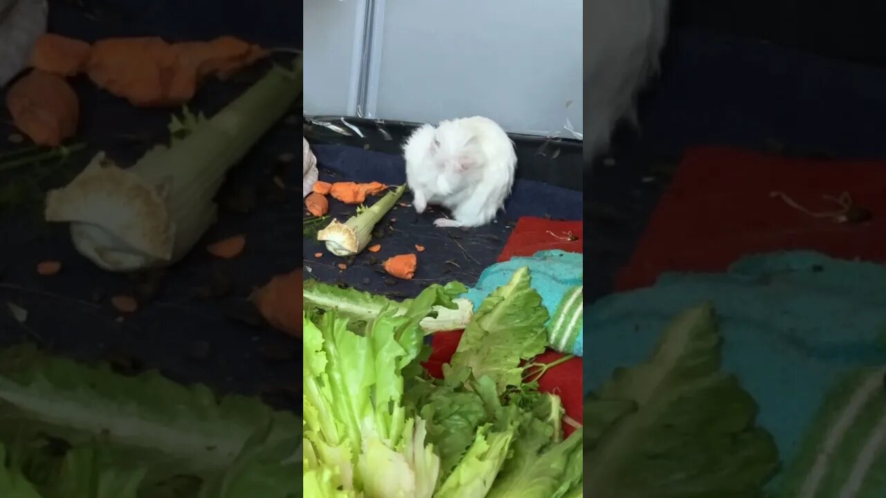 Baby Guinea pig cleaning herself