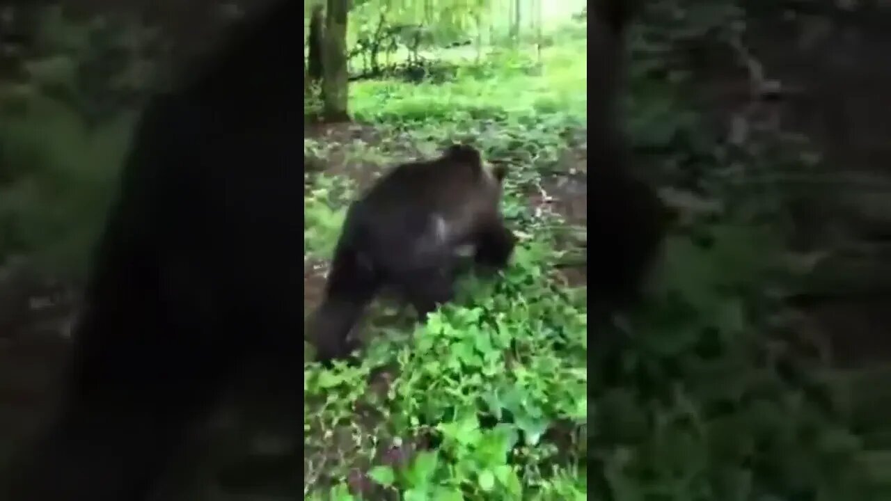 The Whistling Bear.