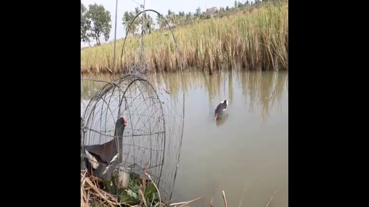 How to trap ornamental ducks