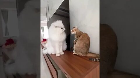 CAT VIDEO