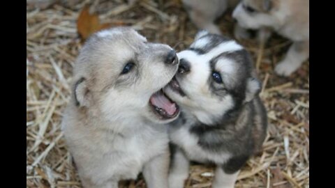 Too Rare to Remain Silent- Baby Wolf Crying in the Park