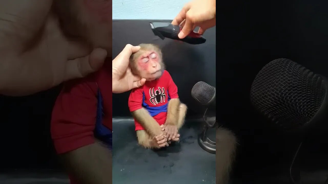 monkey funny video || #funny #shorts #youtubeshorts #viral #viralshorts #new #youtube