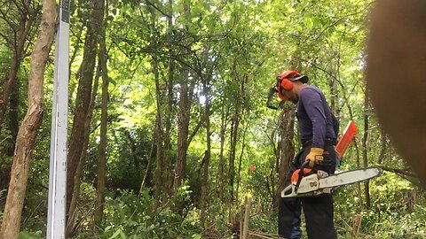 Invasive Bush-honeysuckle: Mechanical Removal (pt. 4) - Cutting and Treating the Stump
