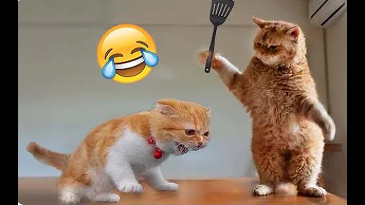Best Funny Animal Videos of the year (2024), funniest animals ever. relax with cute animals video