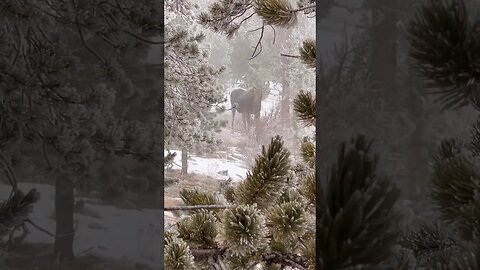 Moose In The Snow