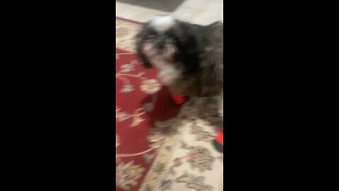 Shihtzu tries on his Alaska boots