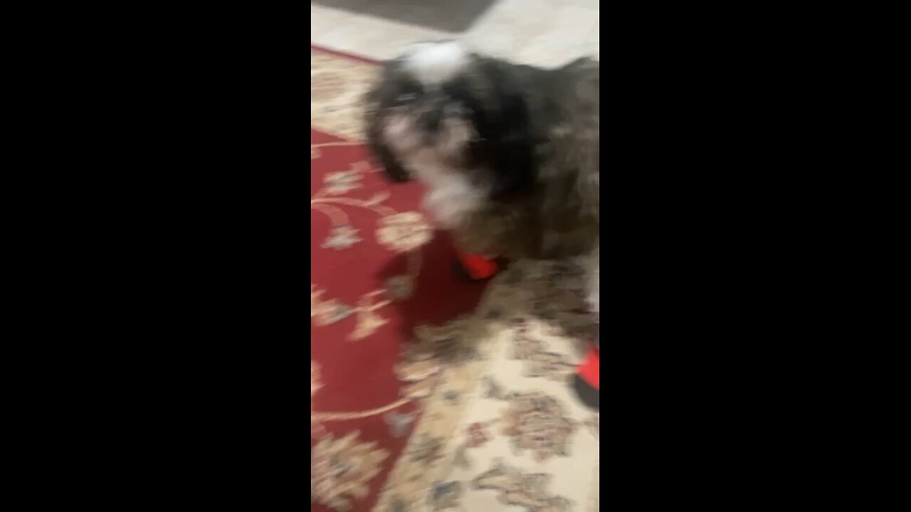 Shihtzu tries on his Alaska boots