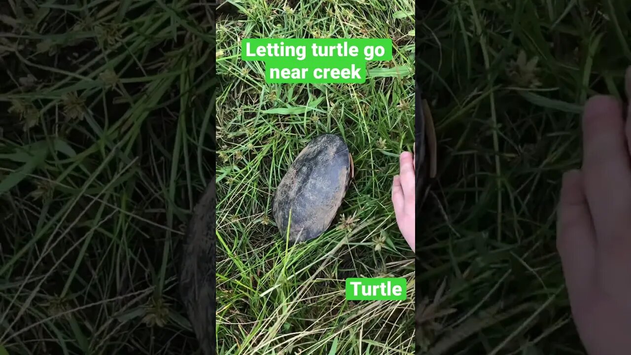 Turtle found on the road - released at creek