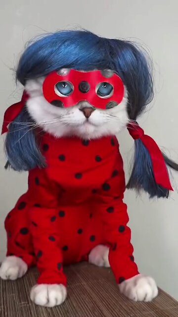 Ladybugs cat