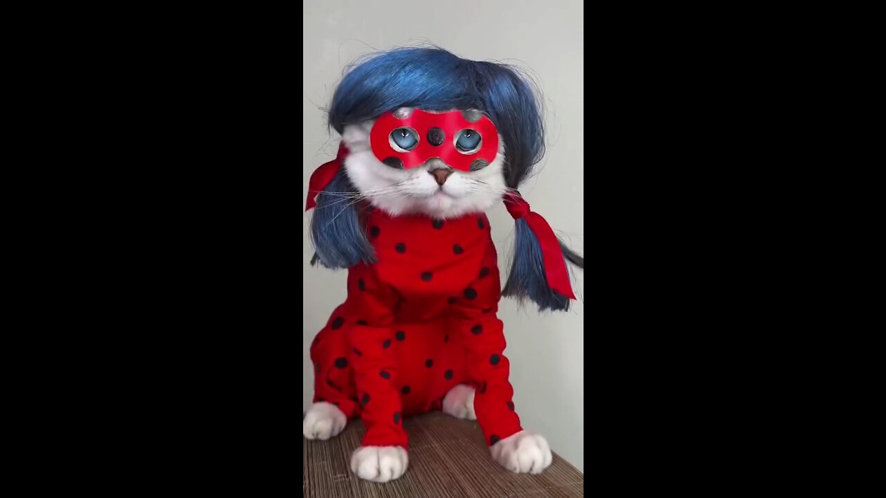 Ladybugs cat