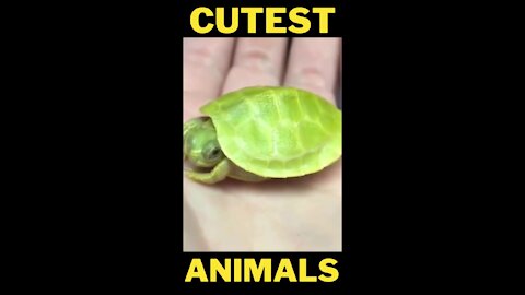 Funny and Cute animals