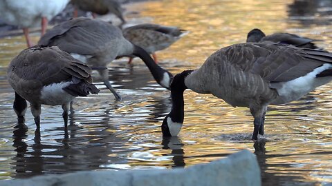 CatTV Duck Feeding Pond with Bigger