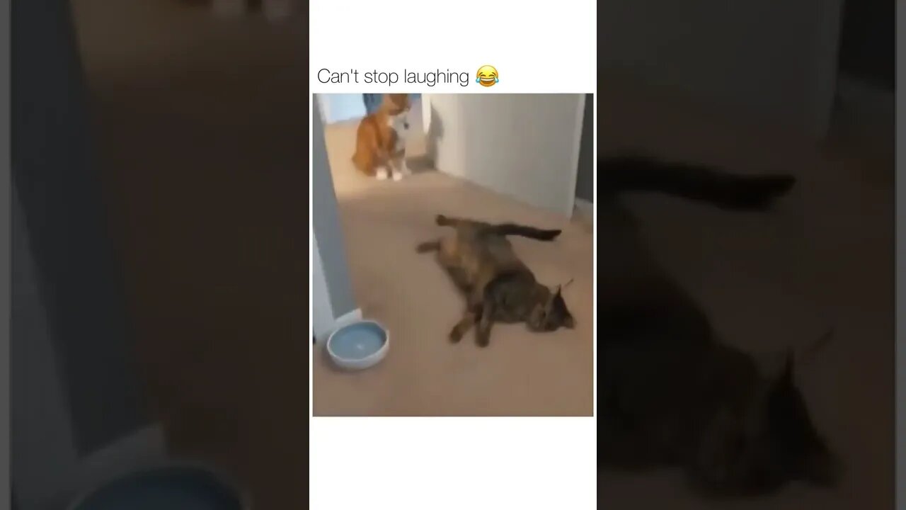 Almost KO! 💥💫😂😂 #shorts #shortsvideo #funny #fyp #cat