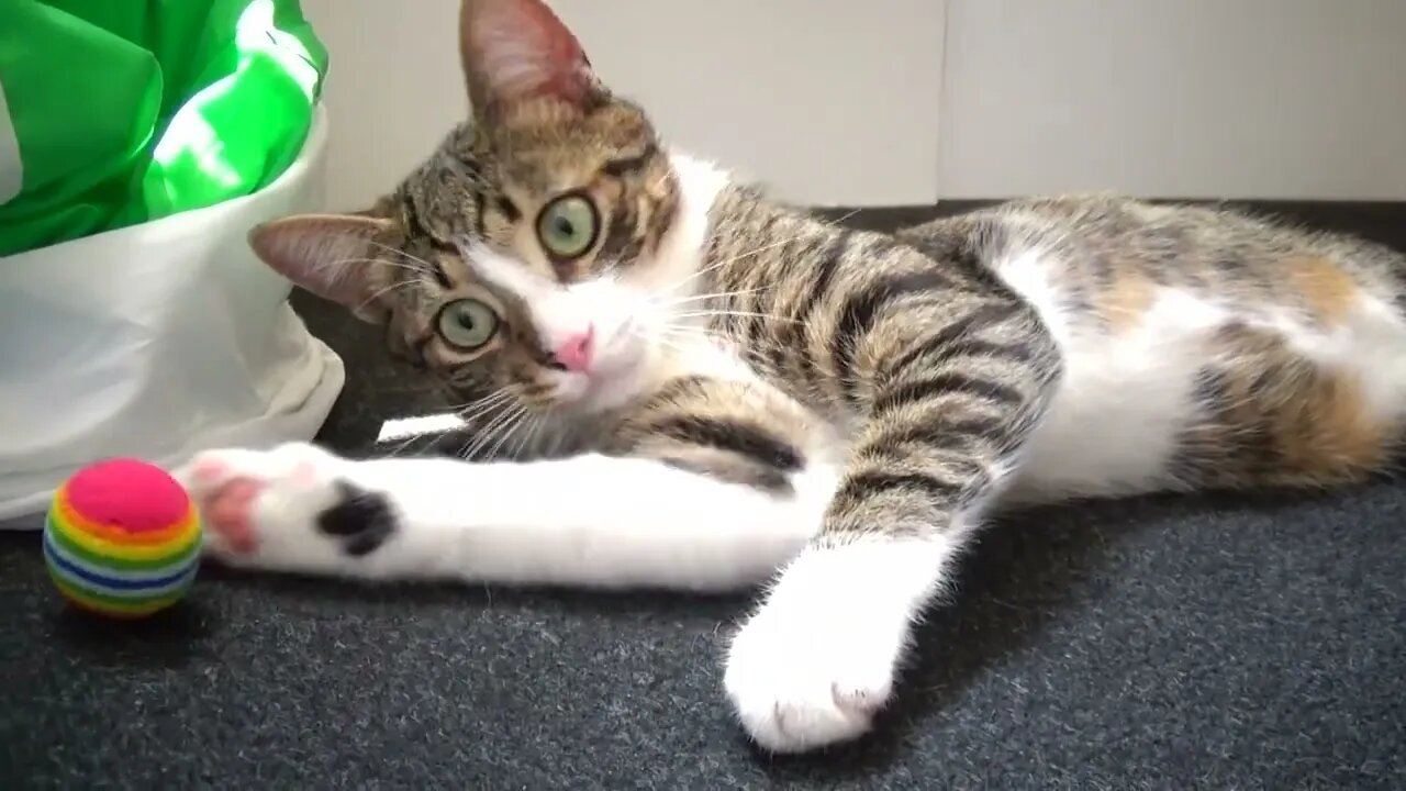 The Ball Stuck to the Cat's Nose