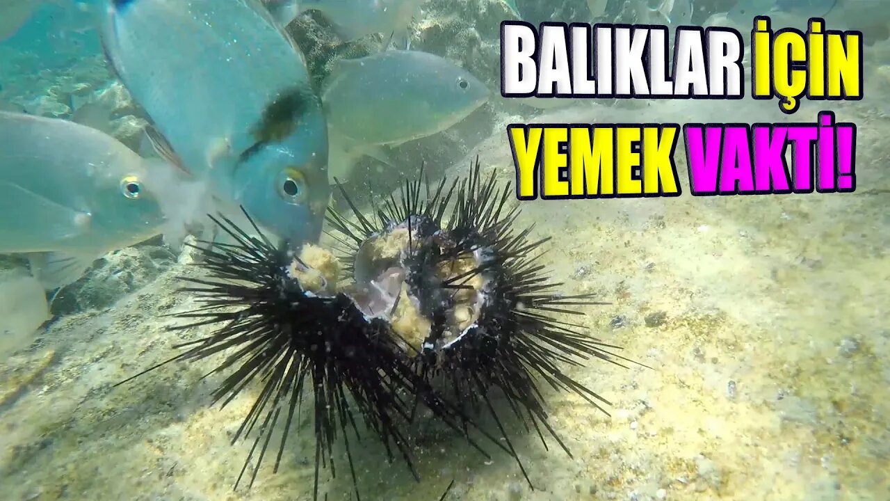 Balıkları Evcilleştiriyor ve Onları Uzun Dikenli Deniz Kestanesi İle Besliyorum