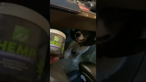 My Dog Enjoys His Hemp Treats