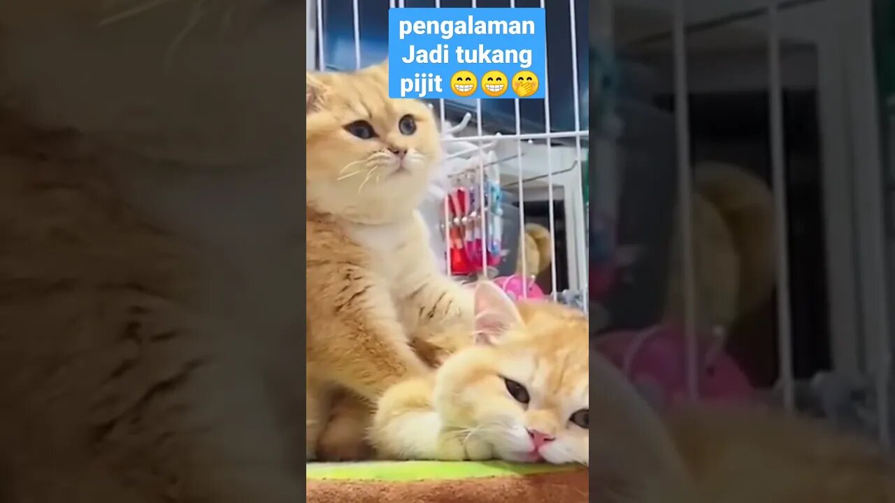 Jasa Tukang pijit Kucing 😁🤭😽 #short #kucingimut #kucingmeong