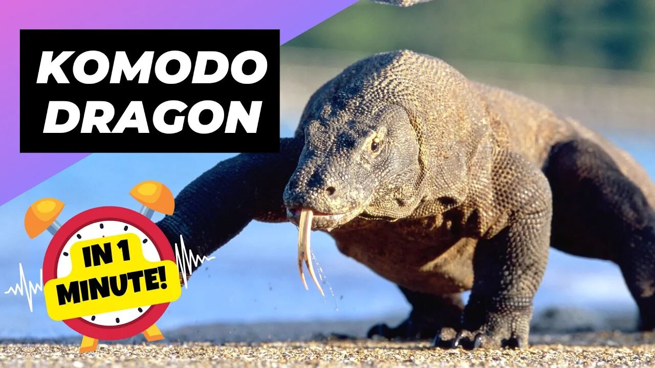 Komodo Dragon - In 1 Minute! 💔 The Dark Side of Motherhood! | 1 Minute Animal