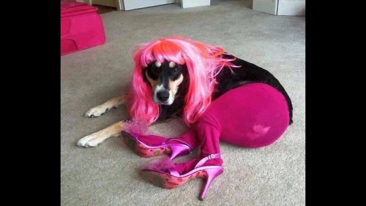 Cute and funny| Don't miss!