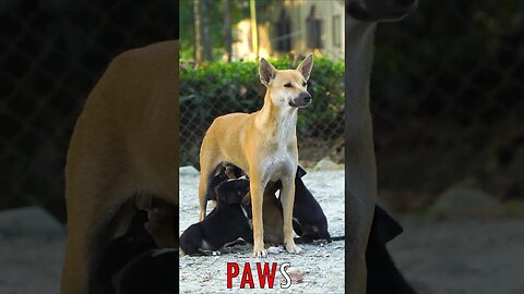🐶 #PAWS - Boundless Love: Street Dog's Tender Care, Nourishing Precious Puppies with Loving Care 🐾