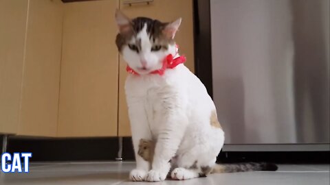 Cute and Funny Cat Videos Compilation Baby Cats