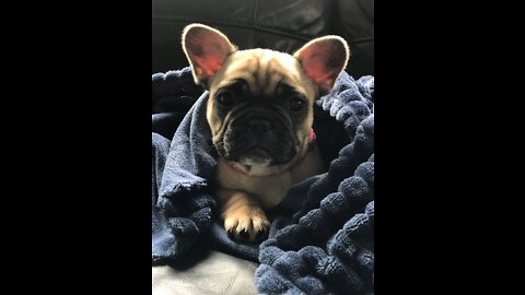 Seasonbulls- French bulldog momma and pup