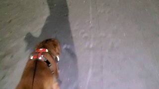 Onewheel Pint in Ice Snow with Golden Retriever