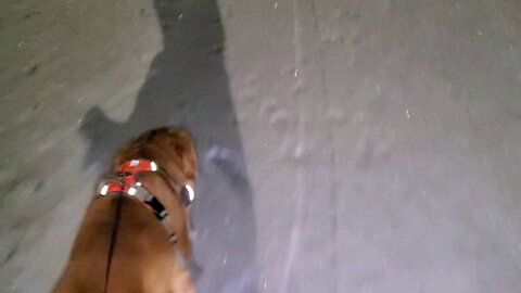 Onewheel Pint in Ice Snow with Golden Retriever