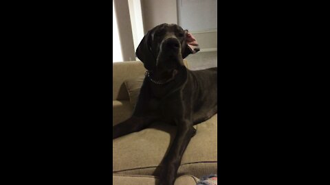 Great Dane throws temper tantrum