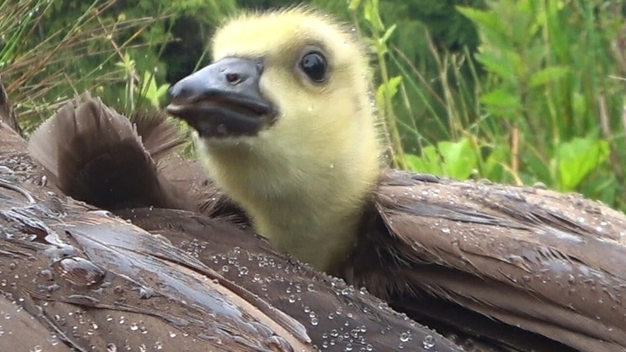 Baby Gosling In Rain Covered By Mom Goose