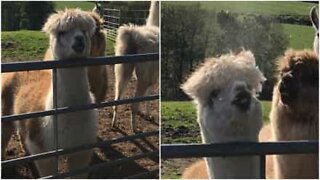 Hai mai incontrato un alpaca così antipatico?