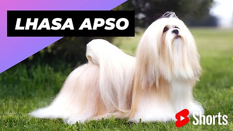 Lhasa Apso 🐶 One Of The Laziest Dog Breeds In The World #shorts