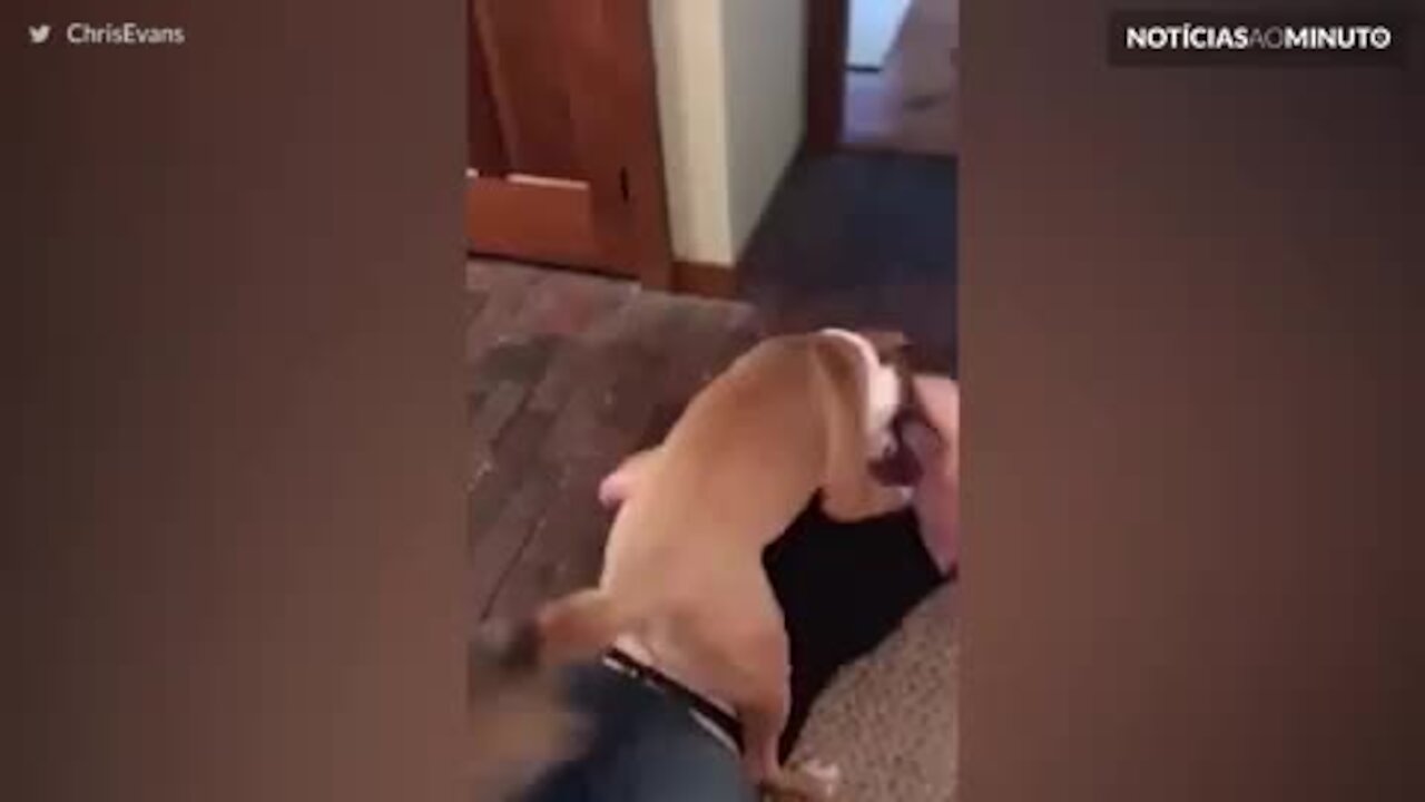 Chris Evans é recebido por seu cão após passar 10 semanas fora