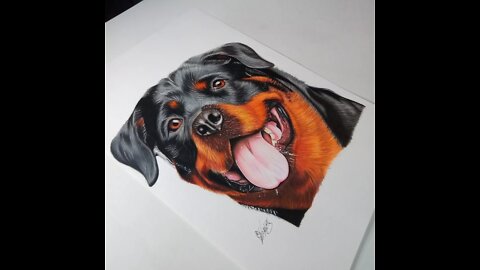 Desenho do cachorro rottweiler