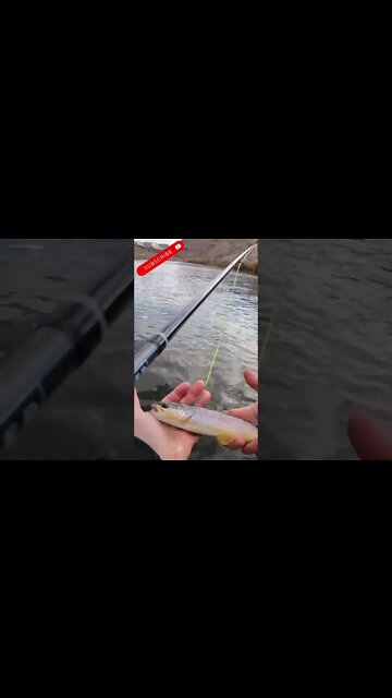 Gold medal waters | Brown Trout release.