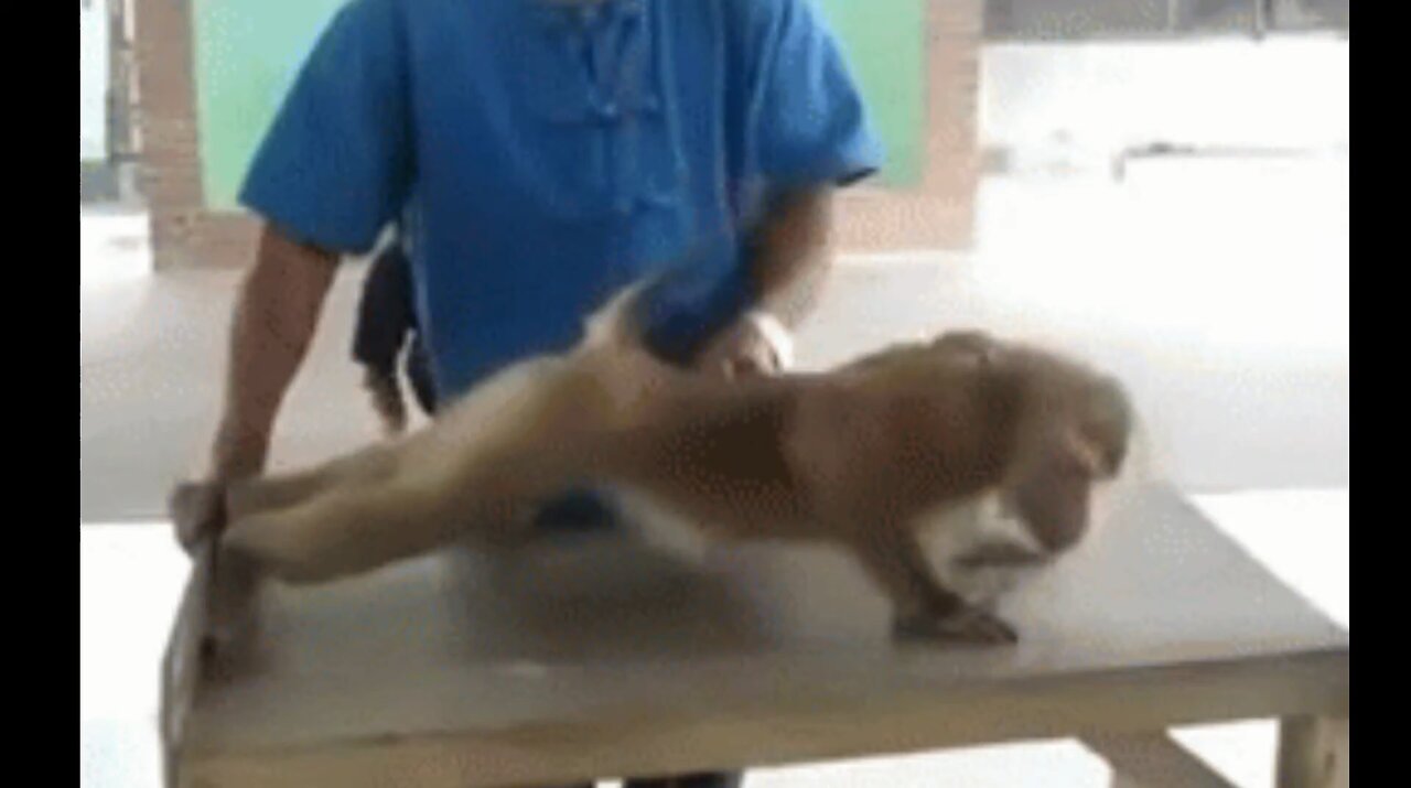 Monkey Funny Video l Best Monkey funny video l