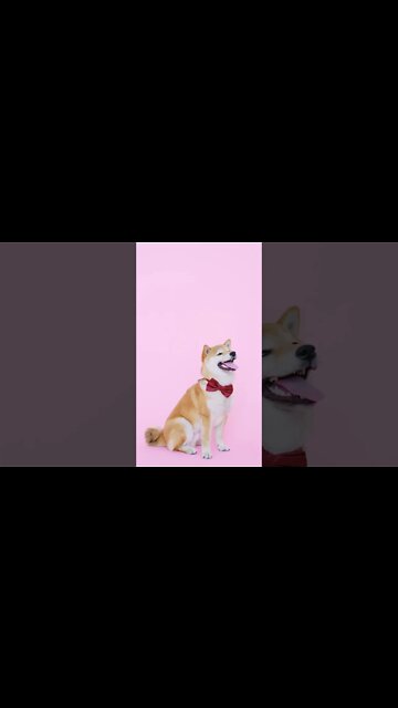 #Shorts #Adorable #Dog #Peace #Love #Care