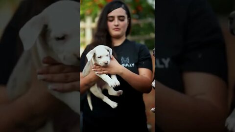 😍 6 week old merle American Bully puppies 🐶❤️#shorts #bullysfromuk #puppy