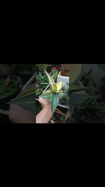 tanaman hias sansevieria