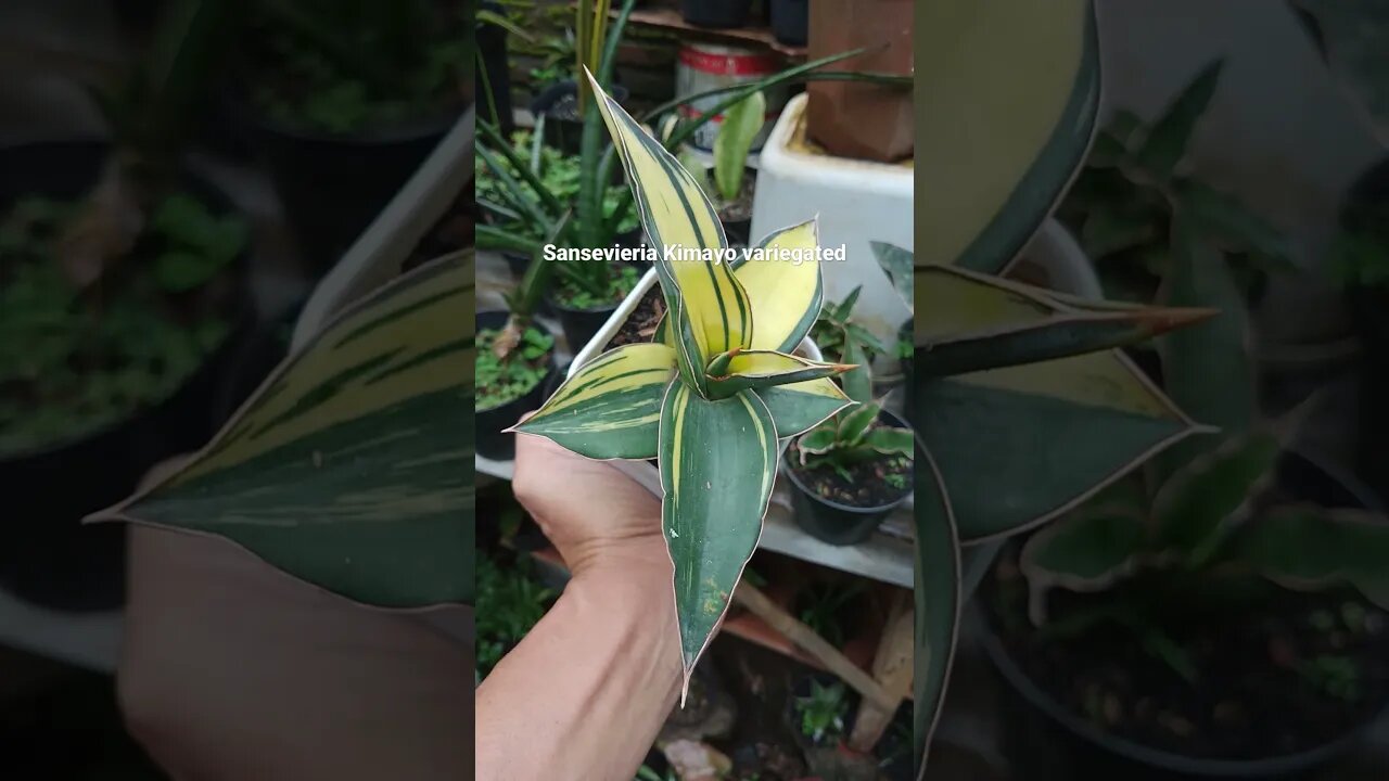 tanaman hias sansevieria