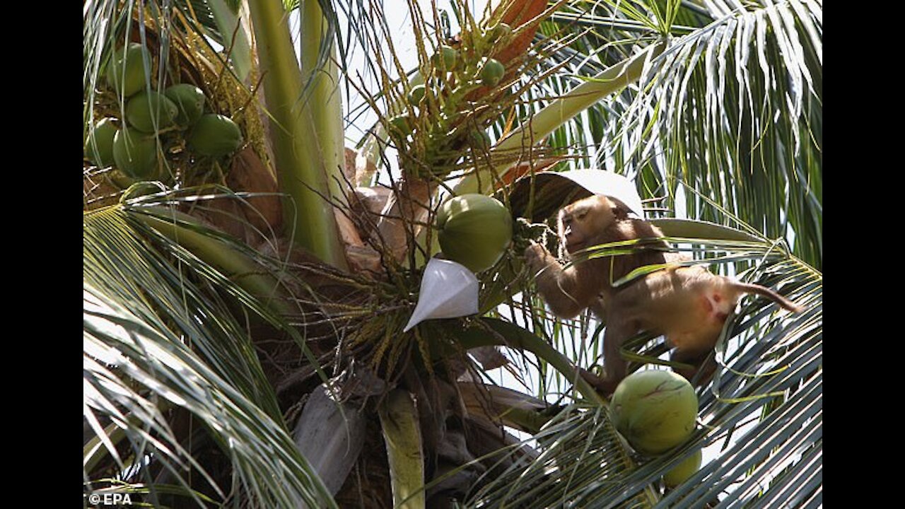 How to teach a monkey to pick coconuts