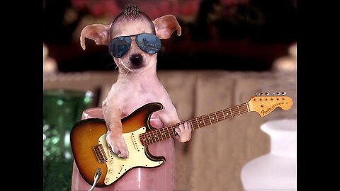 Guitarist dog