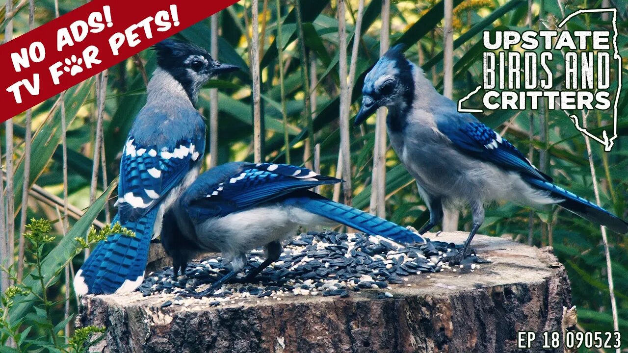 Upstate Birds And Critters: Ep 18 — 090523 [ No ads ]